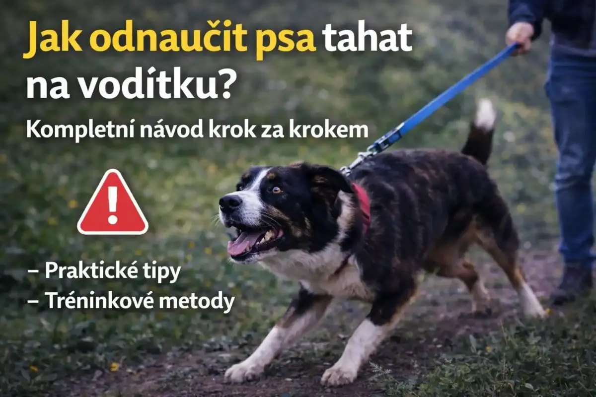 Jak odnaučit psa tahat na vodítku (pes tahá na vodítku) 5 Jak odnaučit psa tahat na vodítku (pes tahá na vodítku)