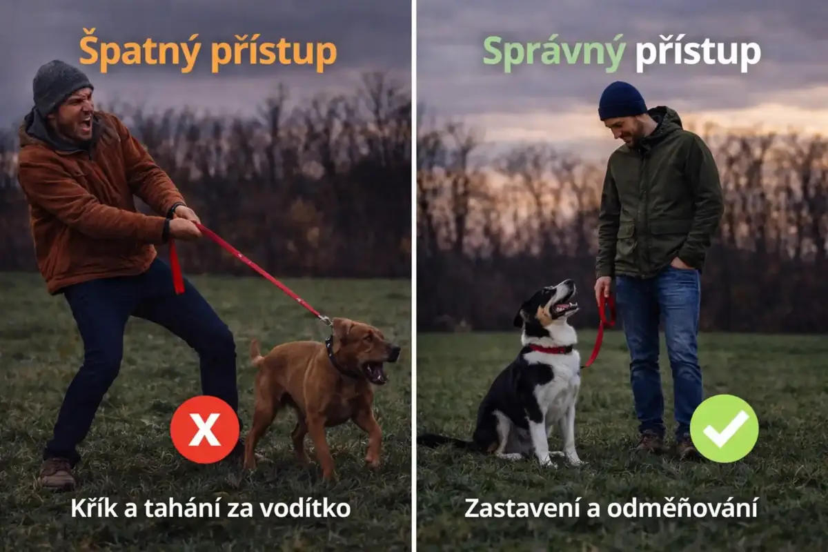 Jak vychovat psa, aby netahal na vodítku? Kompletní návod (2026) 2 Jak odnaučit psa tahat na vodítku – správný trénink v praxi