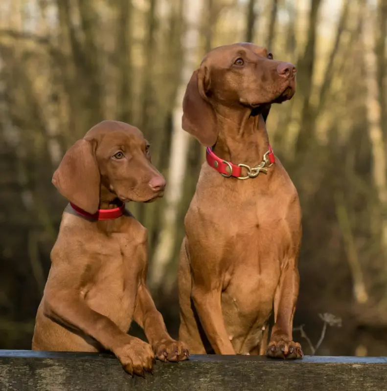 🐕 Jak vybrat správný obojek pro psa – kompletní průvodce 8 🐕 Jak vybrat správný obojek pro psa – kompletní průvodce