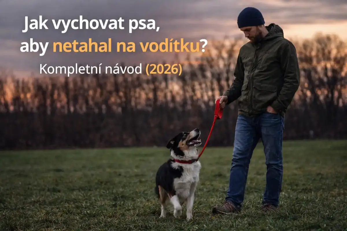 Jak vychovat psa, aby netahal na vodítku? Kompletní návod (2026) 2 pes netahá na vodítku správný trénink psa chůze u nohy