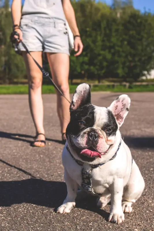 🐕 Jak vybrat správný obojek pro psa – kompletní průvodce 2 pes s obojkem