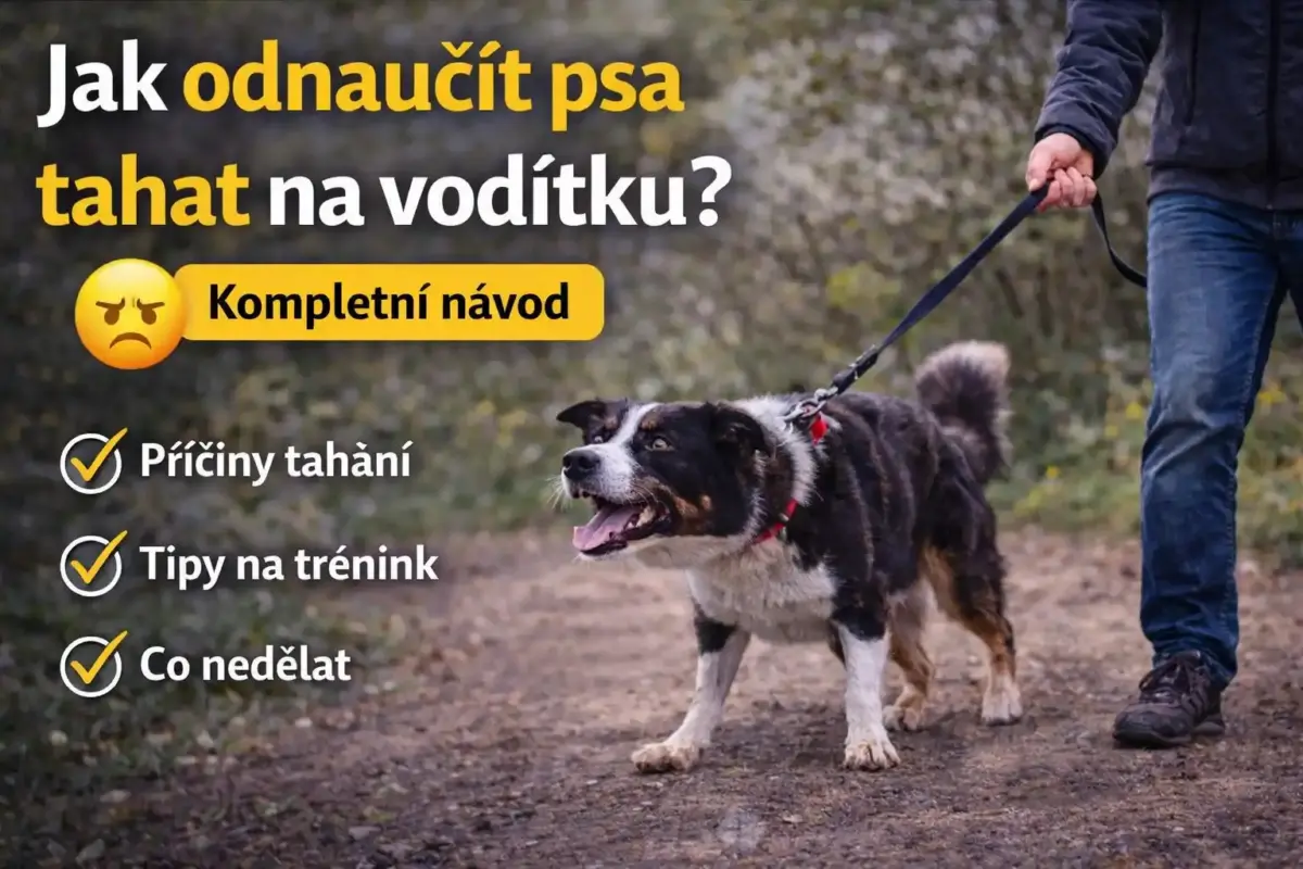 pes tahá na vodítku