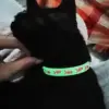 Svítící silikonový obojek pro kočky s rolničkou, neonově žlutý